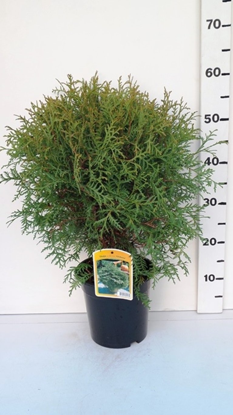 Thuja occ. 'Globosa' - C3 40-50 CM